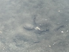 Trachemys scripta elegans