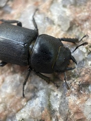 Dorcus parallelipipedus