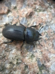 Dorcus parallelipipedus
