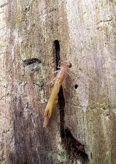 Zygoptera