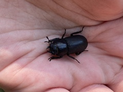 Dorcus parallelipipedus