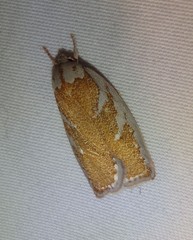 Euchaetis rhizobola