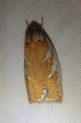 Euchaetis rhizobola