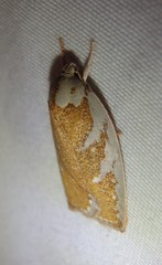 Euchaetis rhizobola