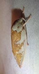 Euchaetis rhizobola