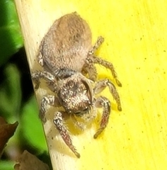 Habronattus