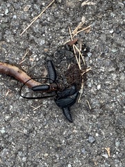 Silphidae