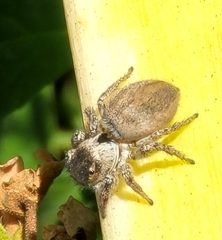 Habronattus