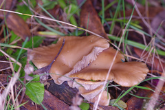 Singerocybe clitocyboides