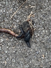 Silphidae