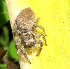 Habronattus