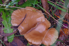 Singerocybe clitocyboides