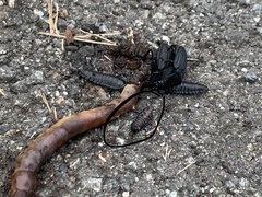 Silphidae