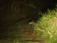Lepus sinensis formosus