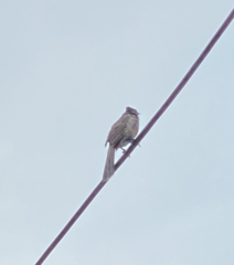 Pycnonotus cafer