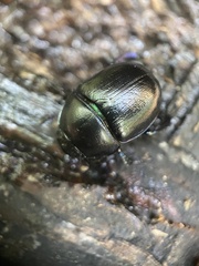 Anoplotrupes stercorosus