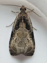 Olethreutes connectum