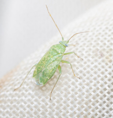 Orthotylus flavosparsus