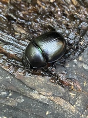 Anoplotrupes stercorosus
