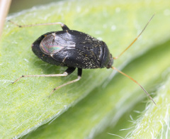 Criocoris crassicornis