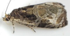 Olethreutes connectum