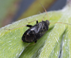 Criocoris crassicornis