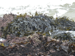 Laminaria sinclairii