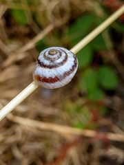 Cernuella virgata
