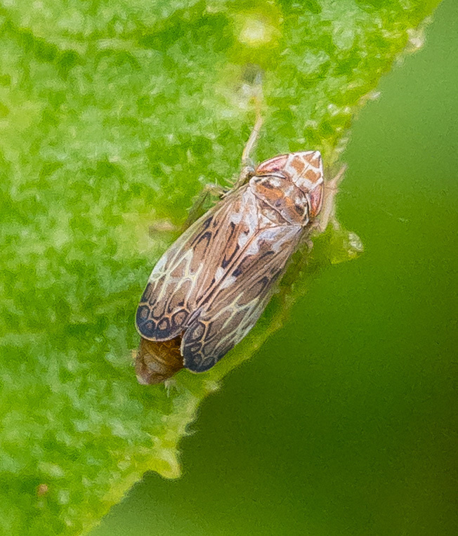 Latalus