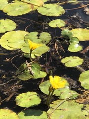Nymphoides peltata