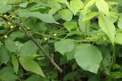 Frangula alnus
