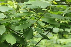 Frangula alnus