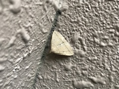 Herminia arenosa