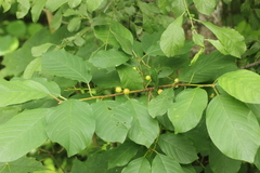 Frangula alnus
