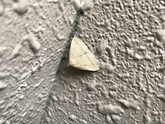 Herminia arenosa