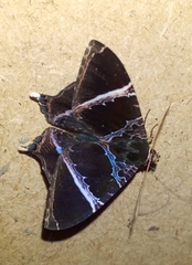 Coronidia orithea