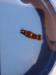 Navanax gemmatus