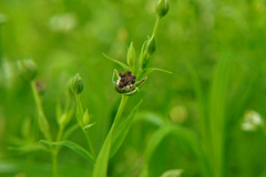 Microbotryum stellariae