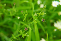 Microbotryum stellariae