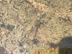 Hyla japonica