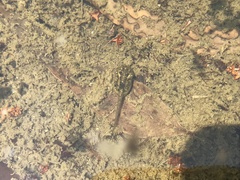 Hyla japonica