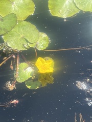 Nymphoides peltata