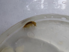 Gammarus lacustris