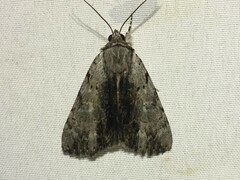 Catocala gracilis