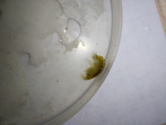 Gammarus lacustris