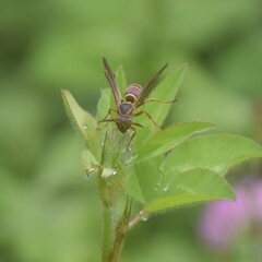 Polistes quadricingulatus