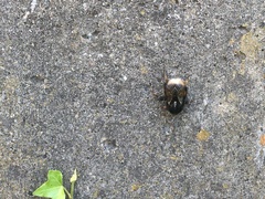 Bombus terrestris