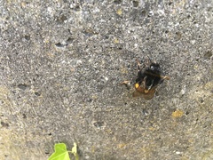 Bombus terrestris