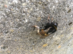 Bombus terrestris