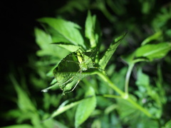 Peucetia formosensis